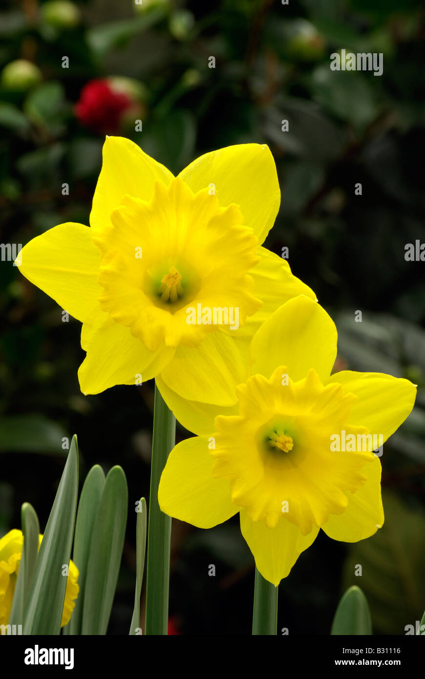 two yellow daffodils Stock Photo