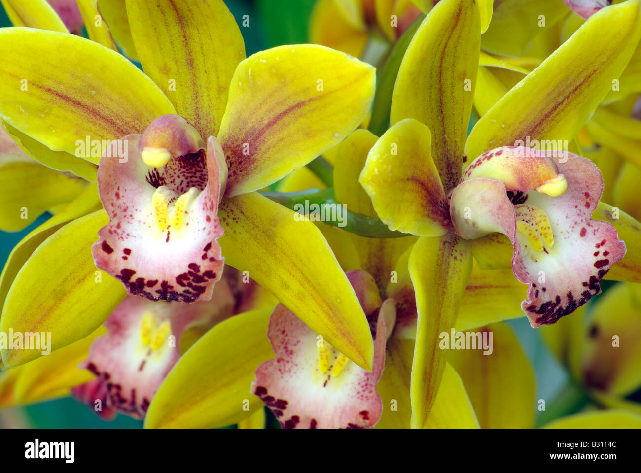 orchid cattleya green and red Stock Photo
