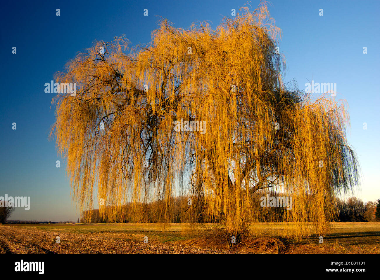 weeping willow in February showing first yellow shoots Stock Photo