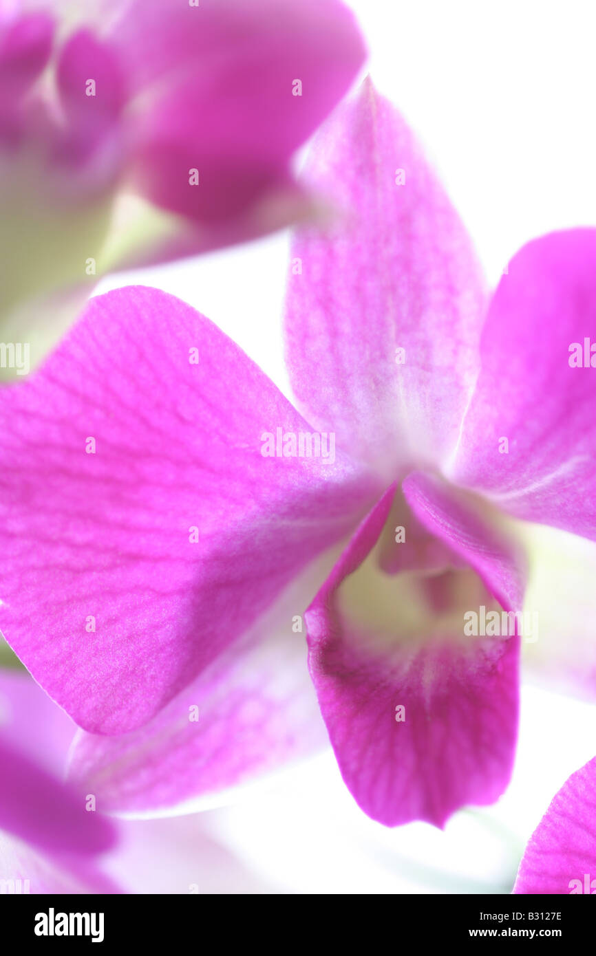 Dendrobium, antelope orchid Stock Photo