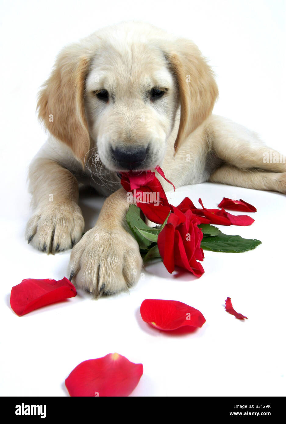 Golden retriever puppy rose hi-res stock photography and images - Alamy