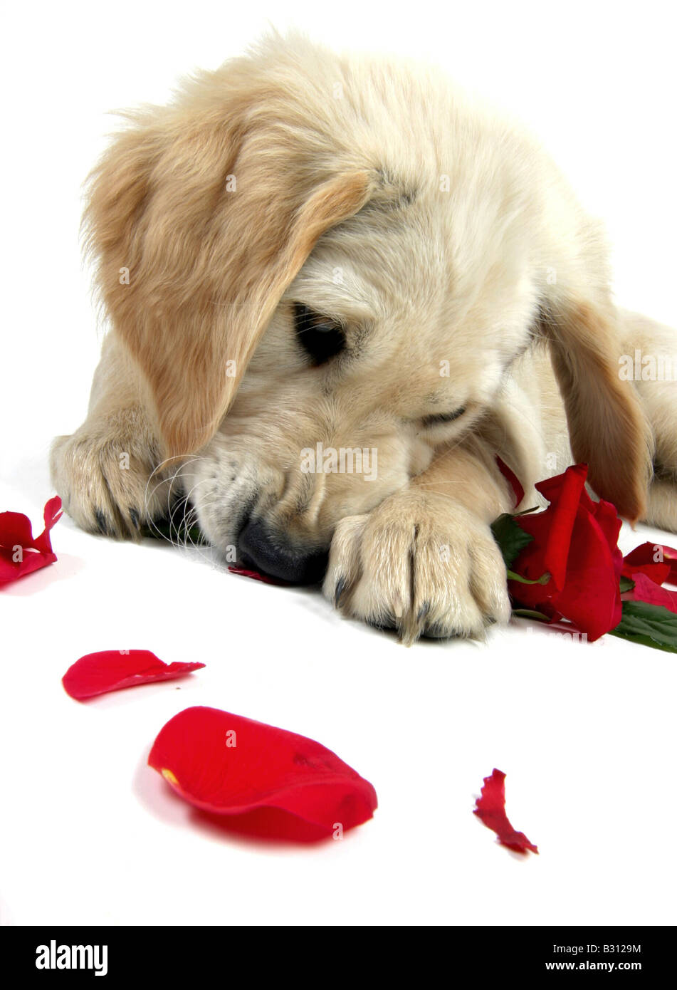 Golden retriever puppy rose hi-res stock photography and images - Alamy