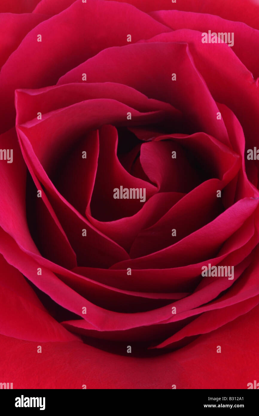 Red rose angiosperm angiosperms hires stock photography and images Alamy