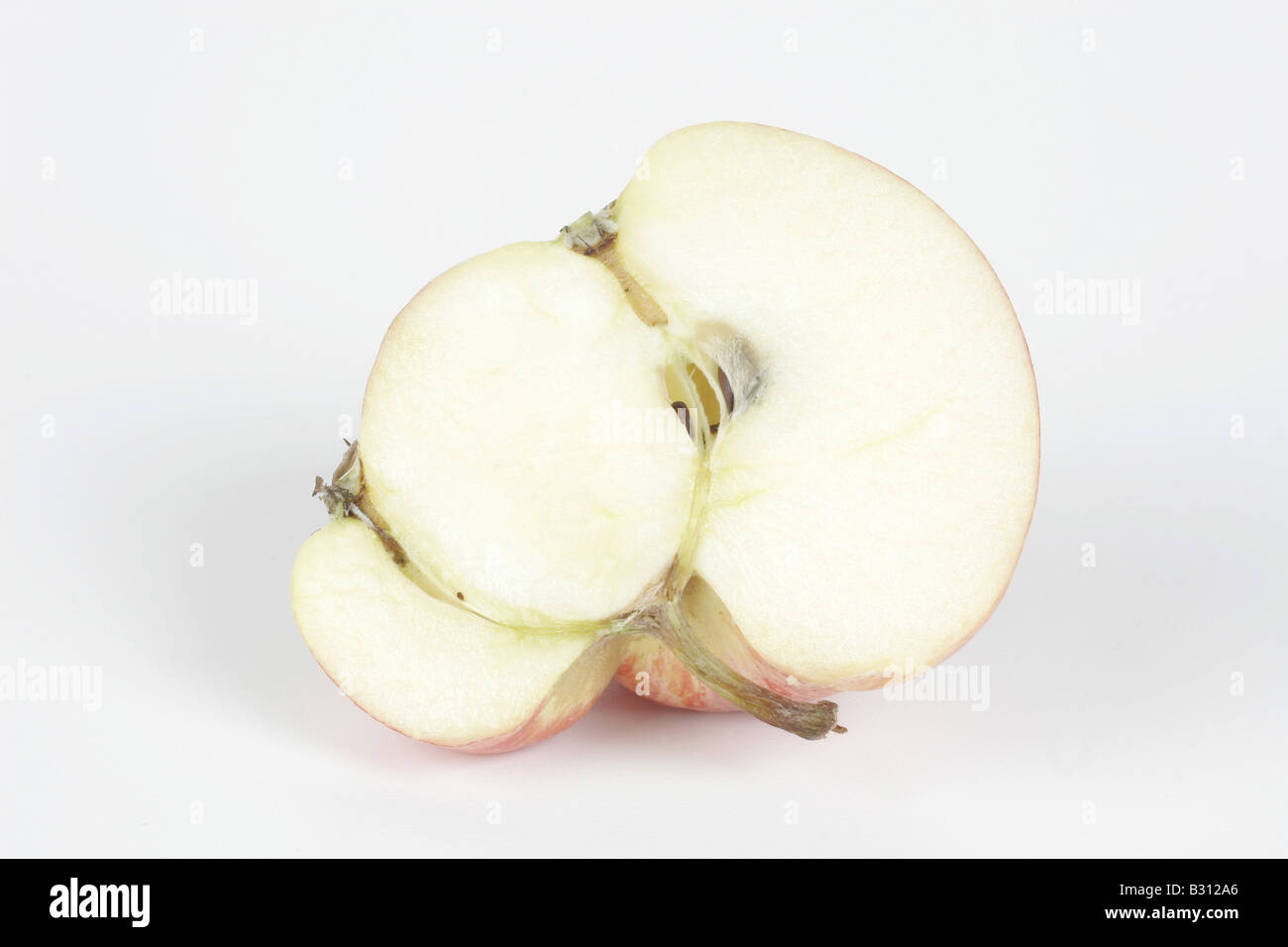 Malus domestica, apple tree Stock Photo