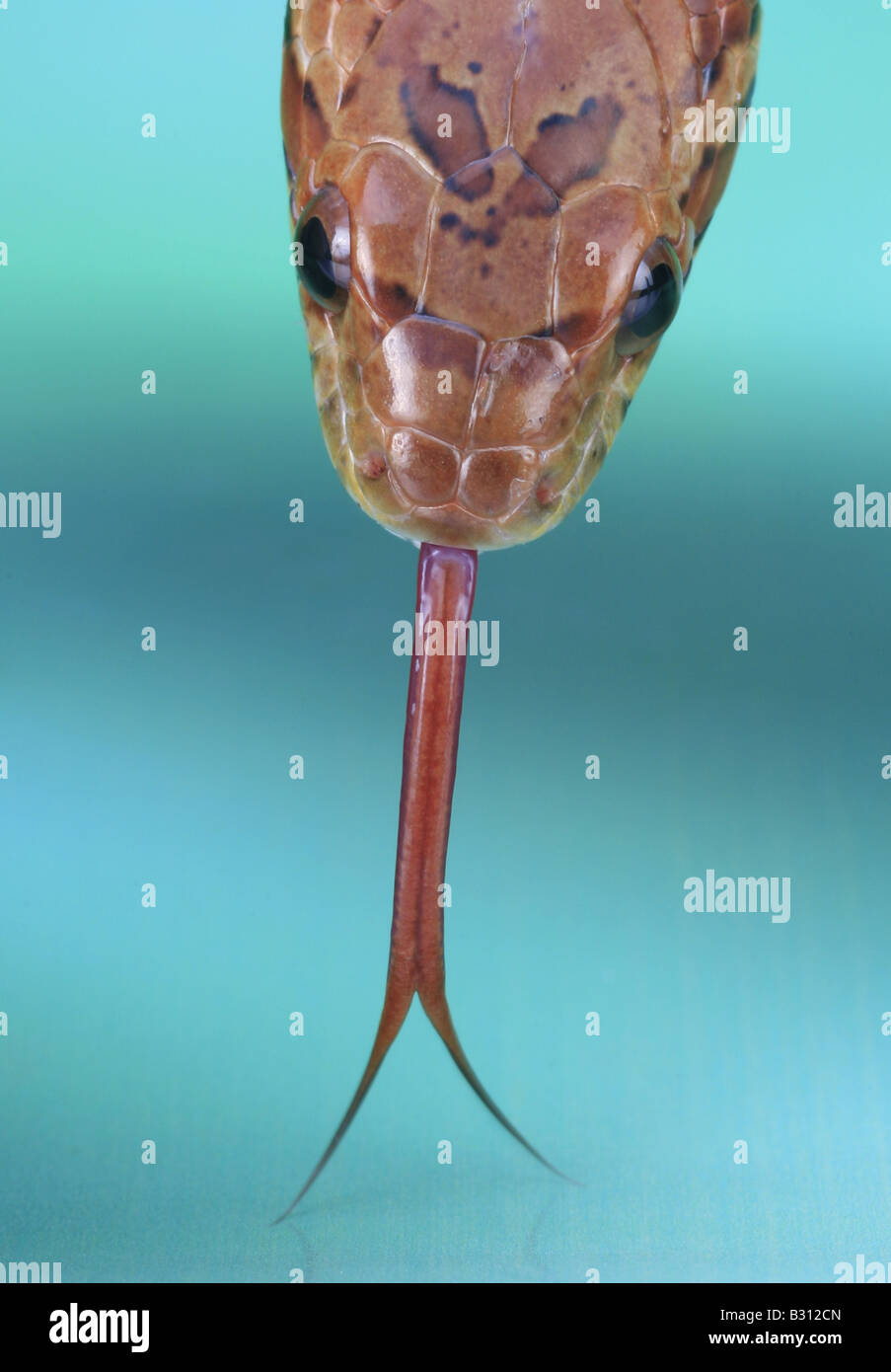 Elaphe guttata, corn snake Stock Photo Alamy