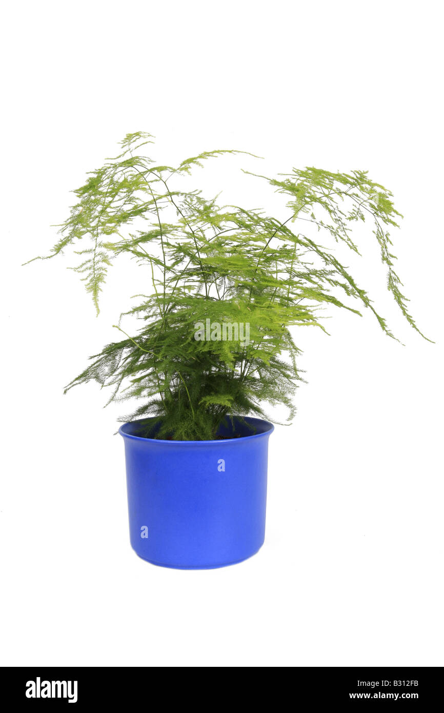 Asparagus setaceus, Asparagus plumosus, Asparagsu setaceus Plumosus, cypress asparagus fern, Asparagus Fern, Plumosa Fern Stock Photo