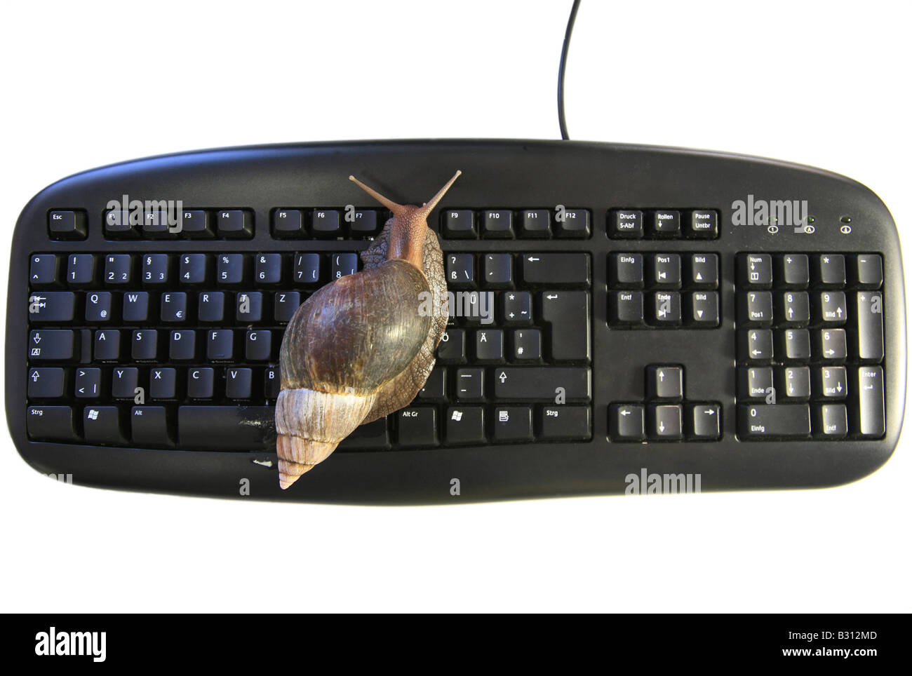 Helix aspersa, Cornu aspersum, Cryptomphalus aspersus, brown garden snail, brown gardensnail, common garden snail, European Stock Photo