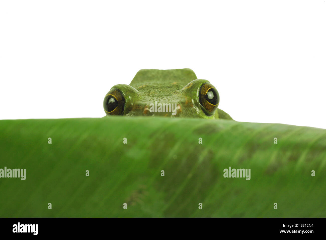 le frog nomansland