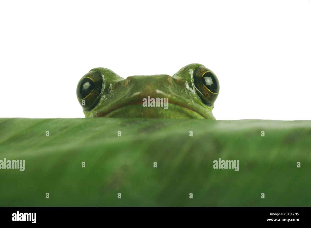 le frog nomansland