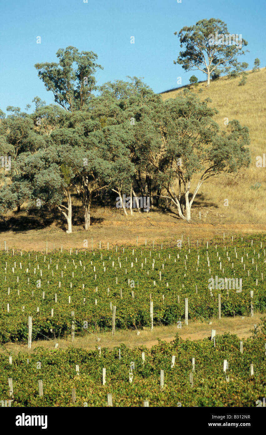 Vineyards Simon Gilbert Wines Mudgee New South Wales Australia Stock Photo