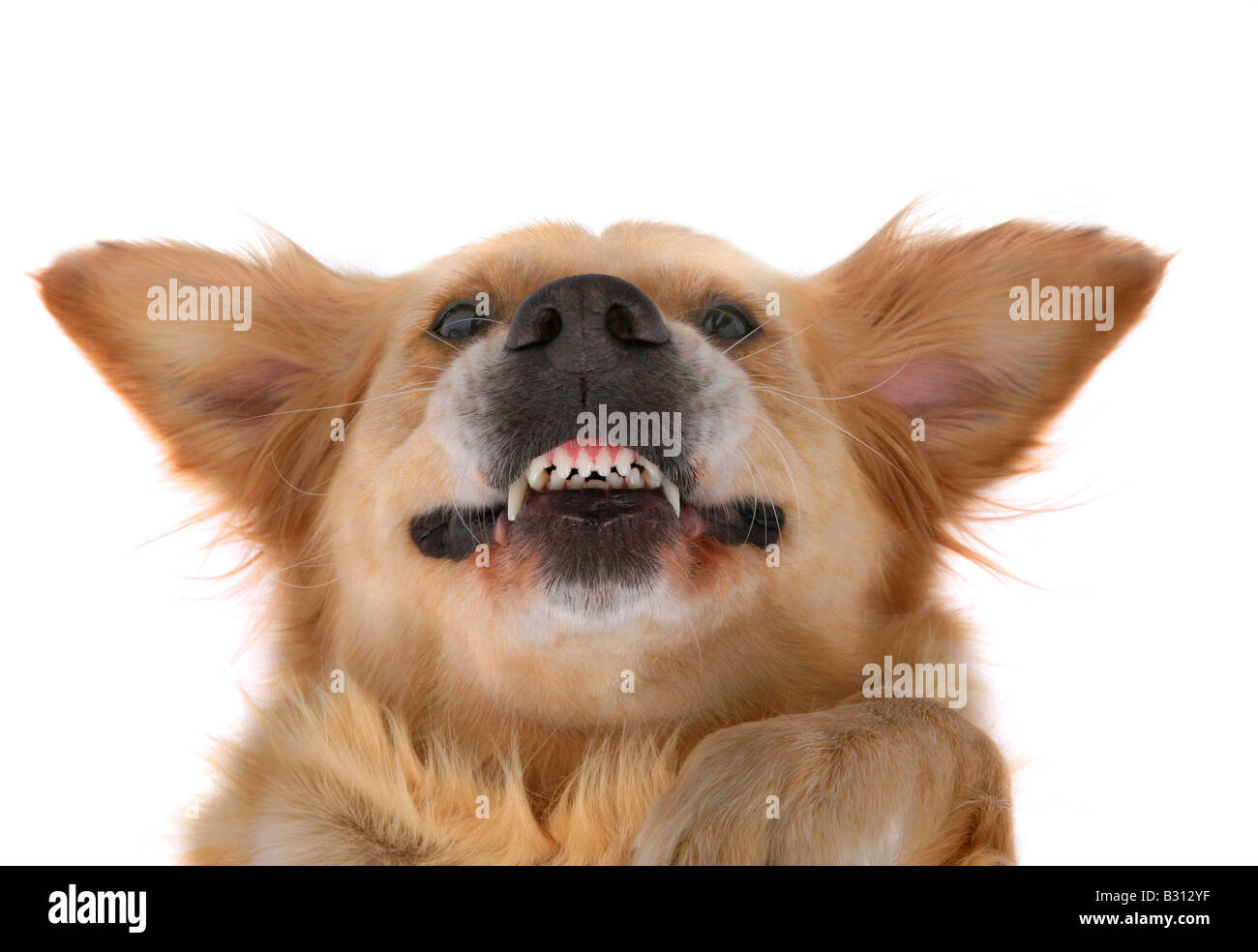 Golden Retriever Stock Photo