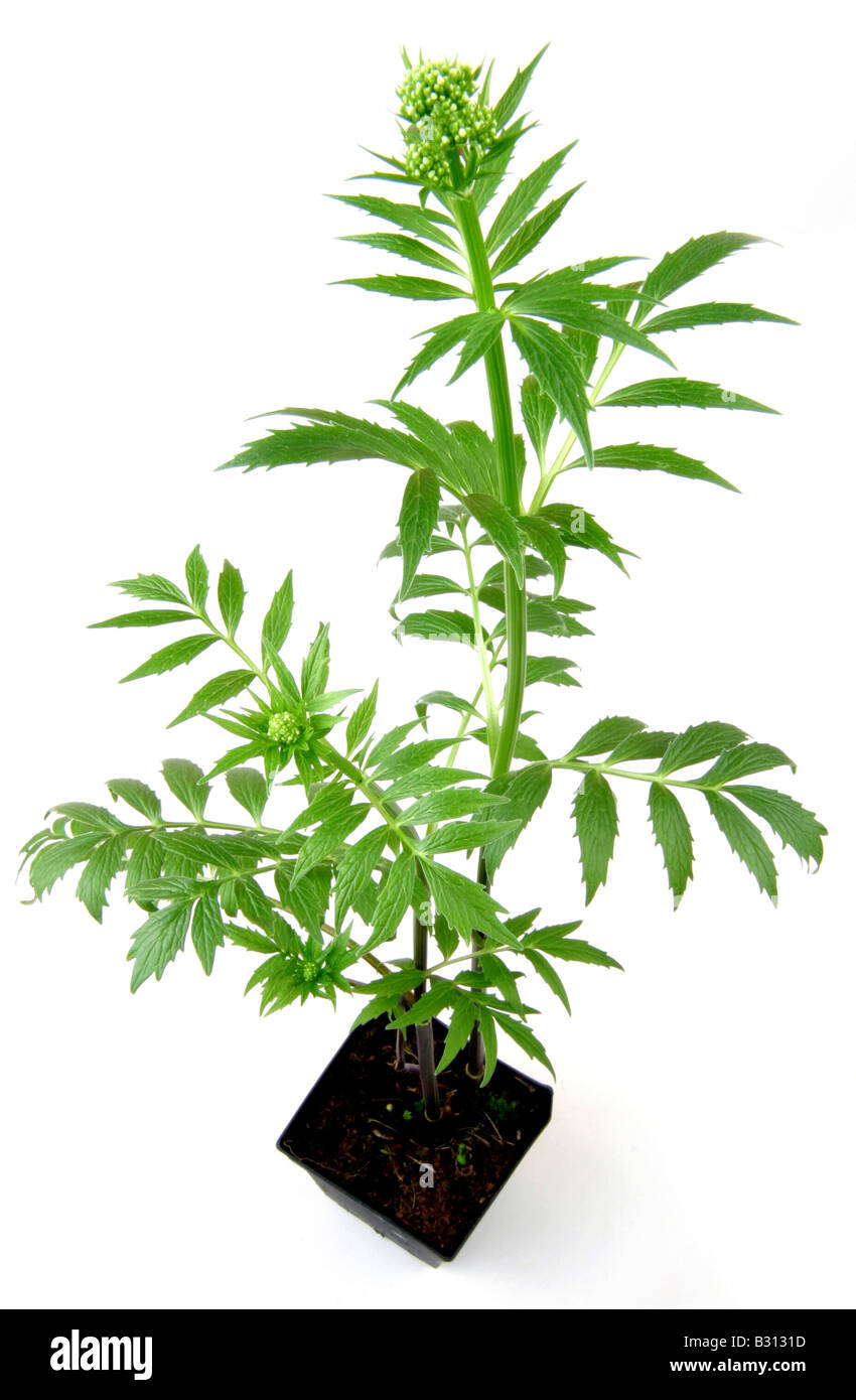 Valeriana officinalis, common valerian, all-heal, garden heliotrope, garden valerian Stock Photo