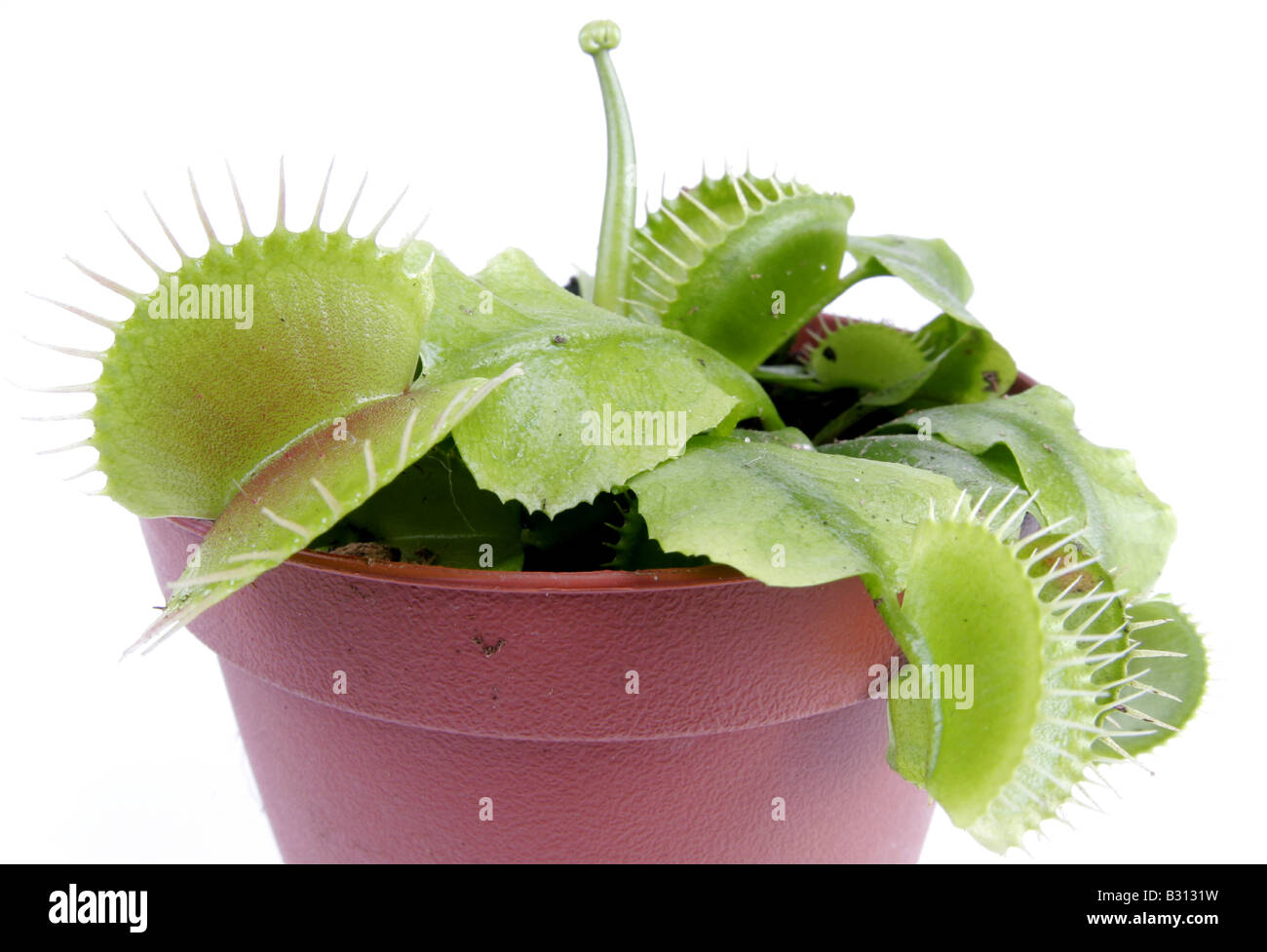 Dionaea muscipula, Venus flytrap Stock Photo
