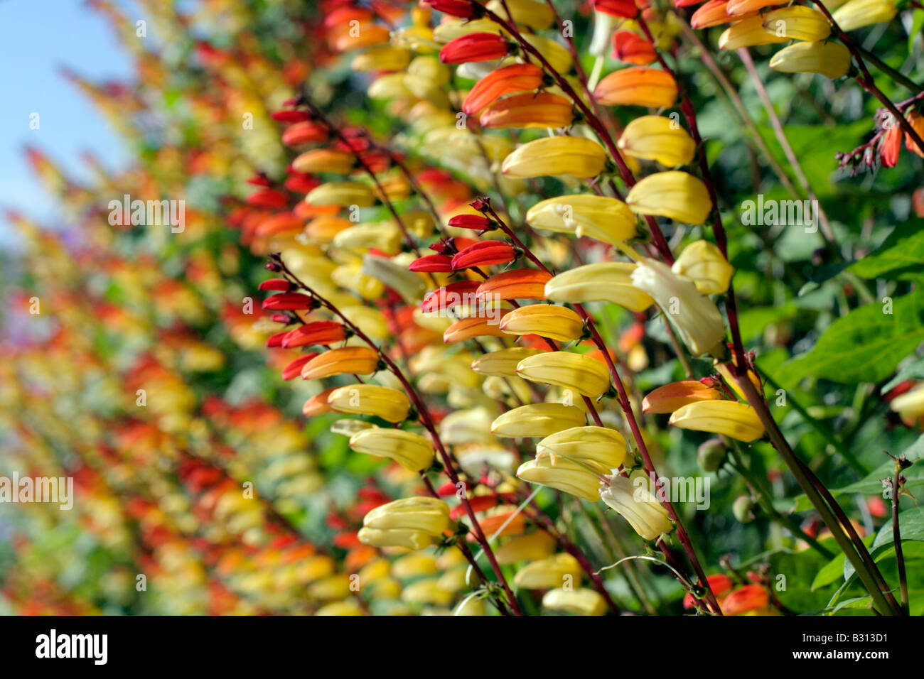 Annual climber hi-res stock photography and images - Alamy