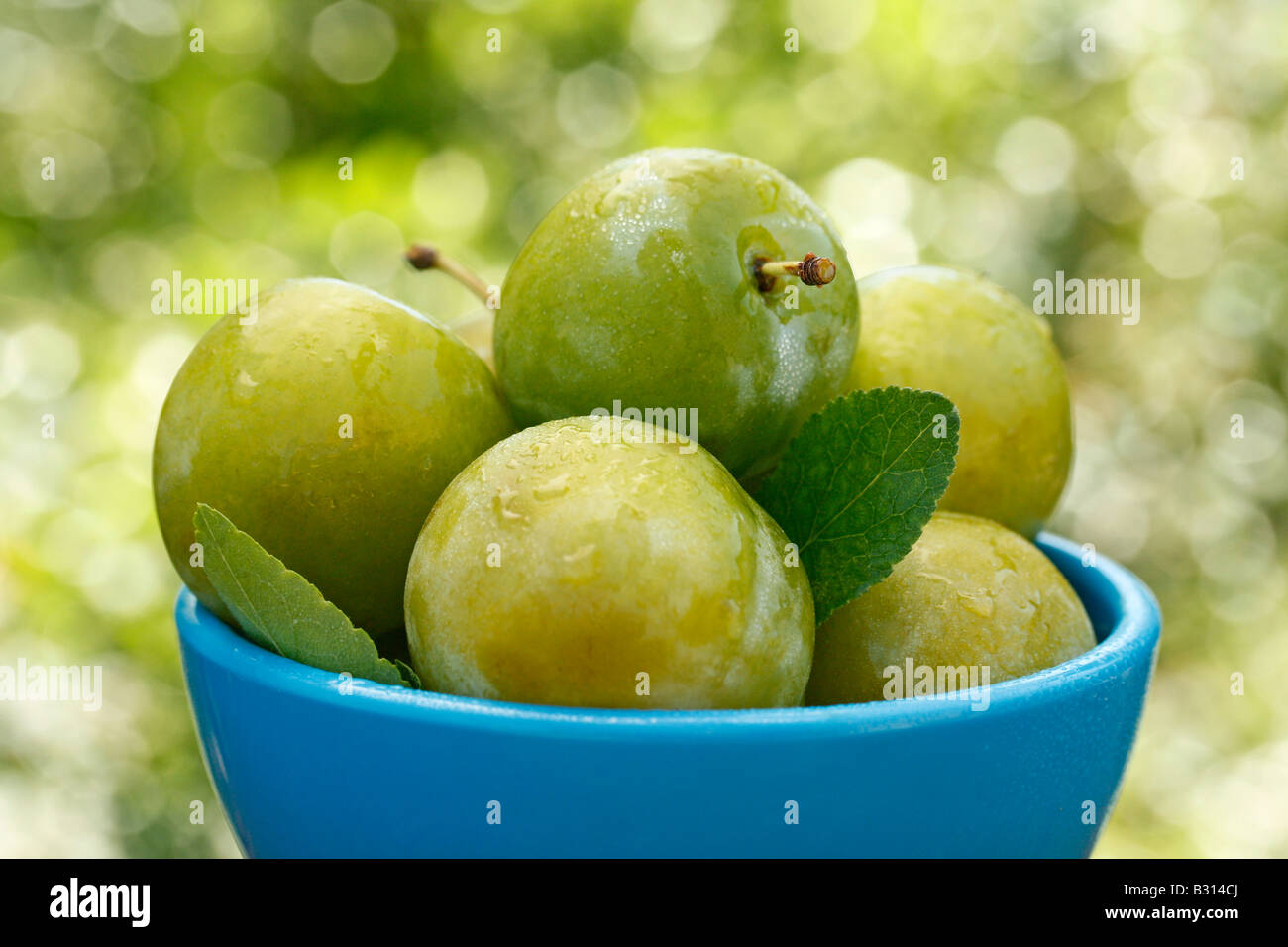 Plums in natural background Stock Photo Alamy