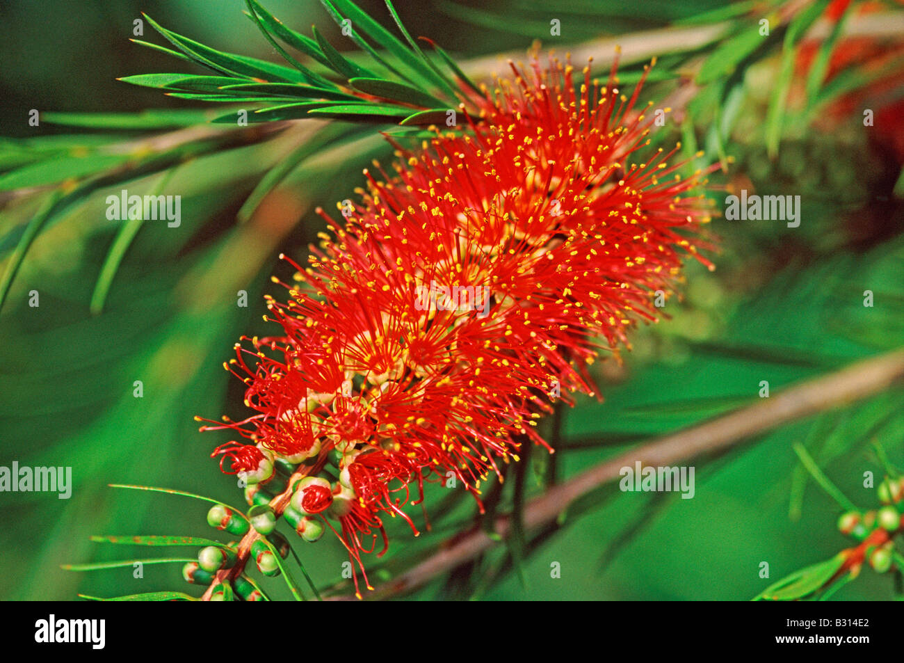 Callistemon Rugulosus  (Common name: Scarlet Bottlebrush) Stock Photo