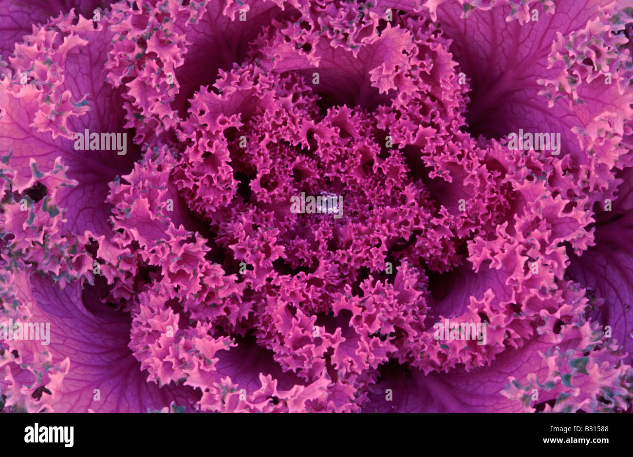 Macro study of a raindrop gathered in the centre of a Nagoya Rose (Nagoya Series) Stock Photo