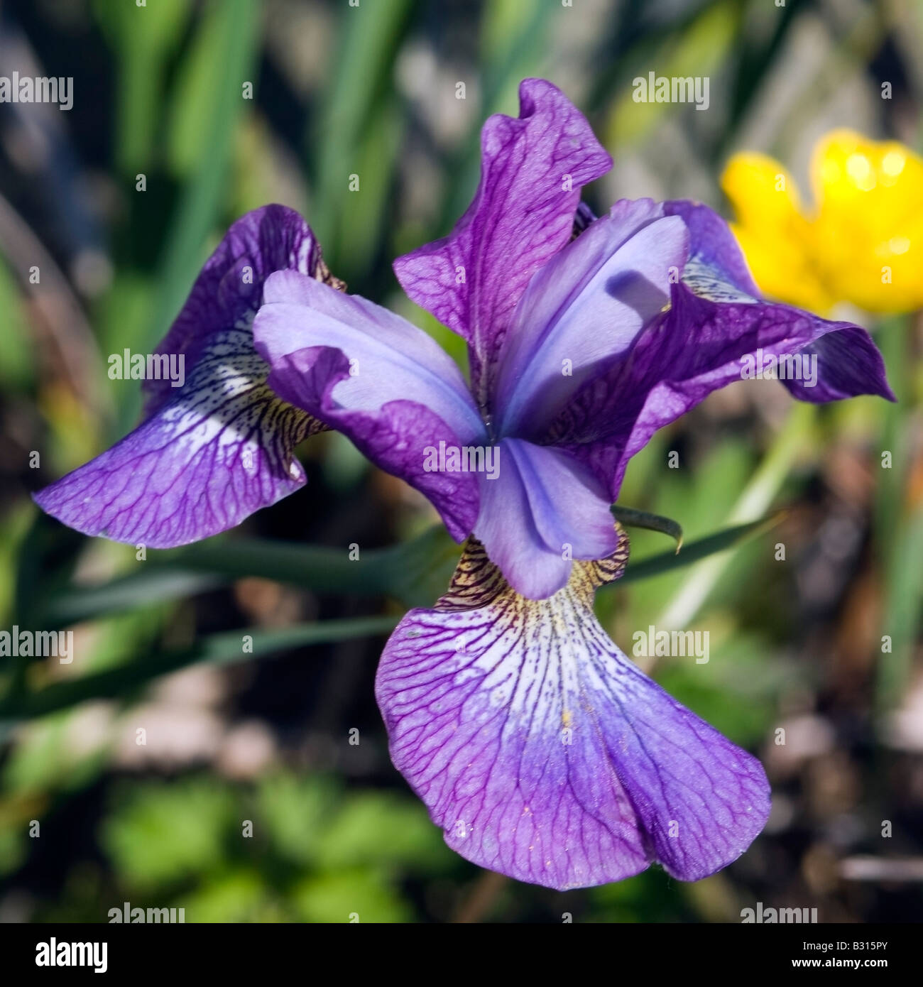 Iris versicolor hi-res stock photography and images - Alamy