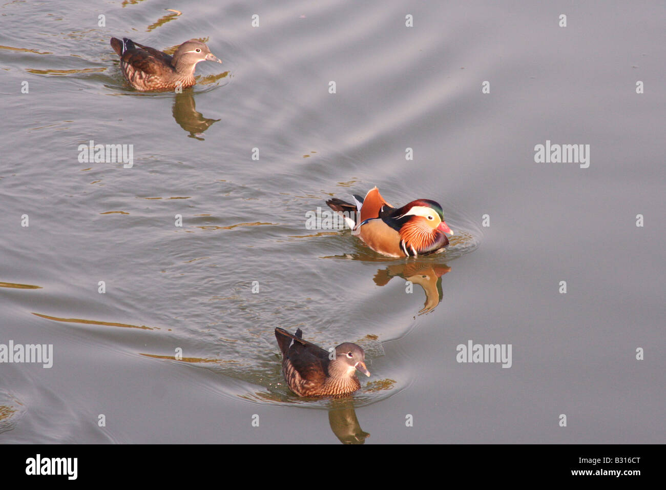 Mandarin ducks floating on the water in one of the Beijing parks Stock ...