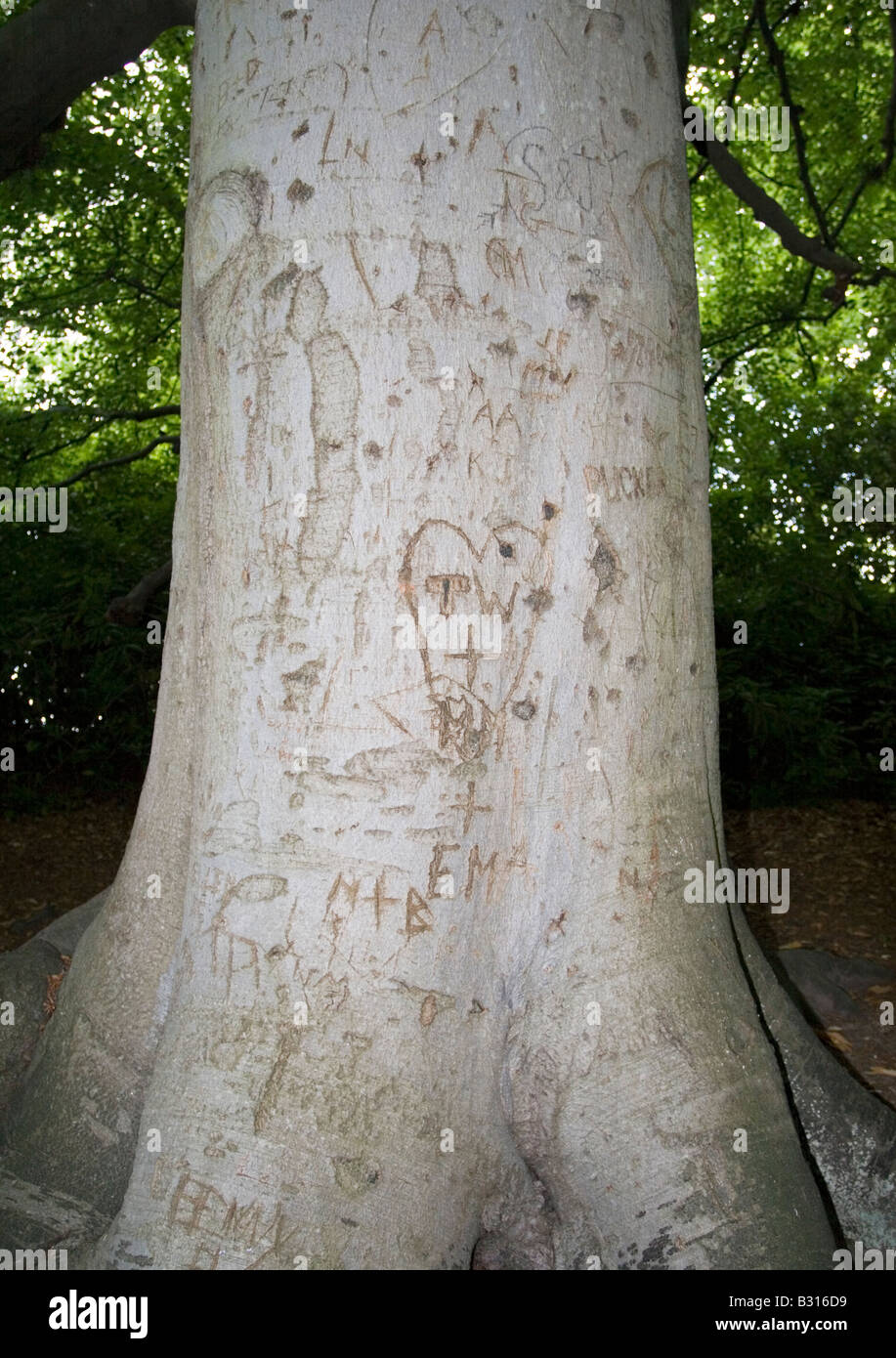 Initials carved on a Tree in the forest Stock Photo