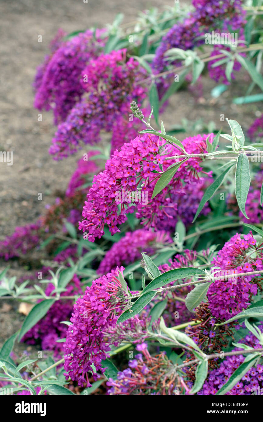 Gardening Granny S Gardening Pages Buddleia Butterfly Bush