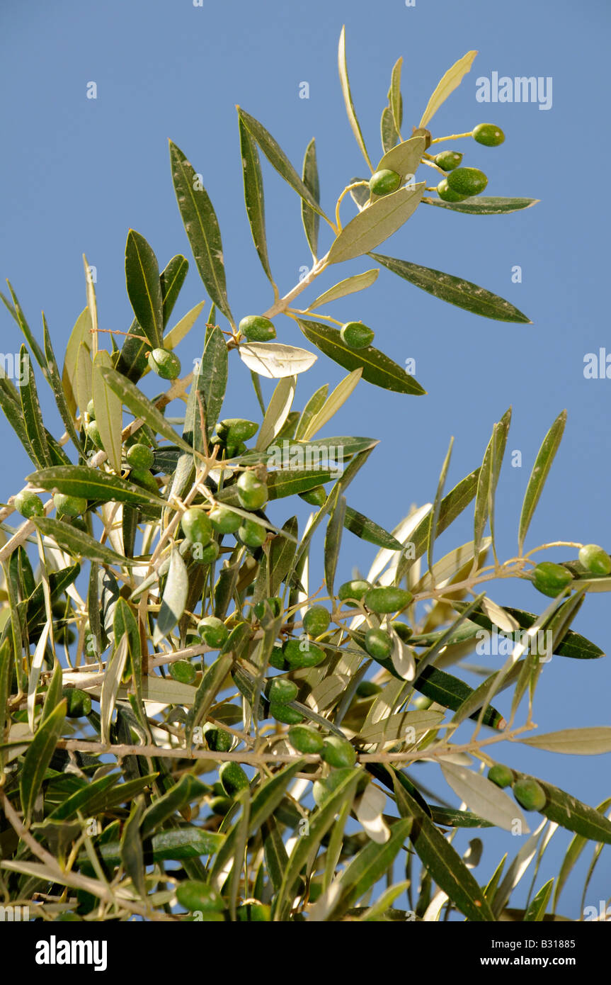 OLIVE TREE WITH OLIVES Stock Photo