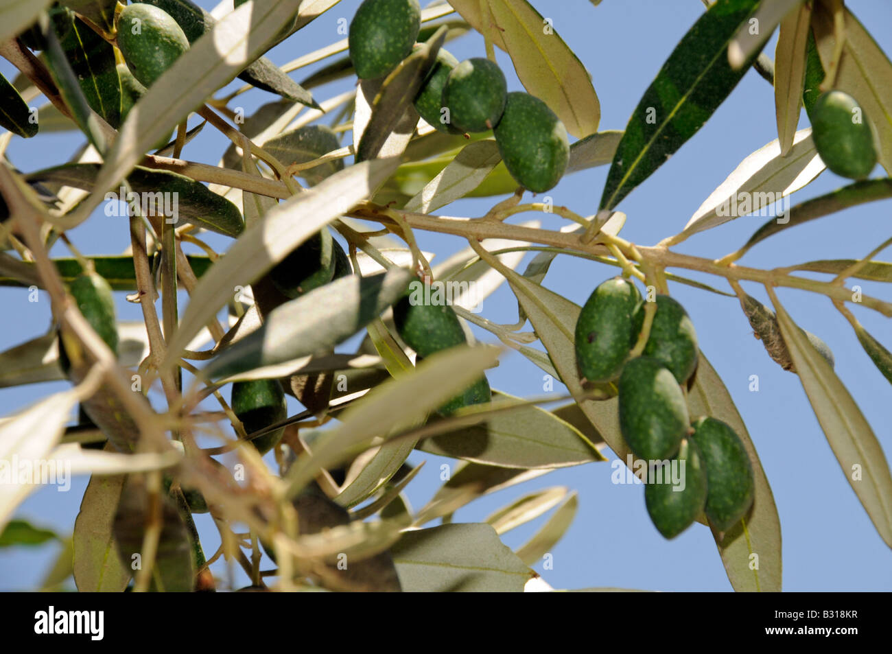 OLIVE TREE WITH OLIVES Stock Photo