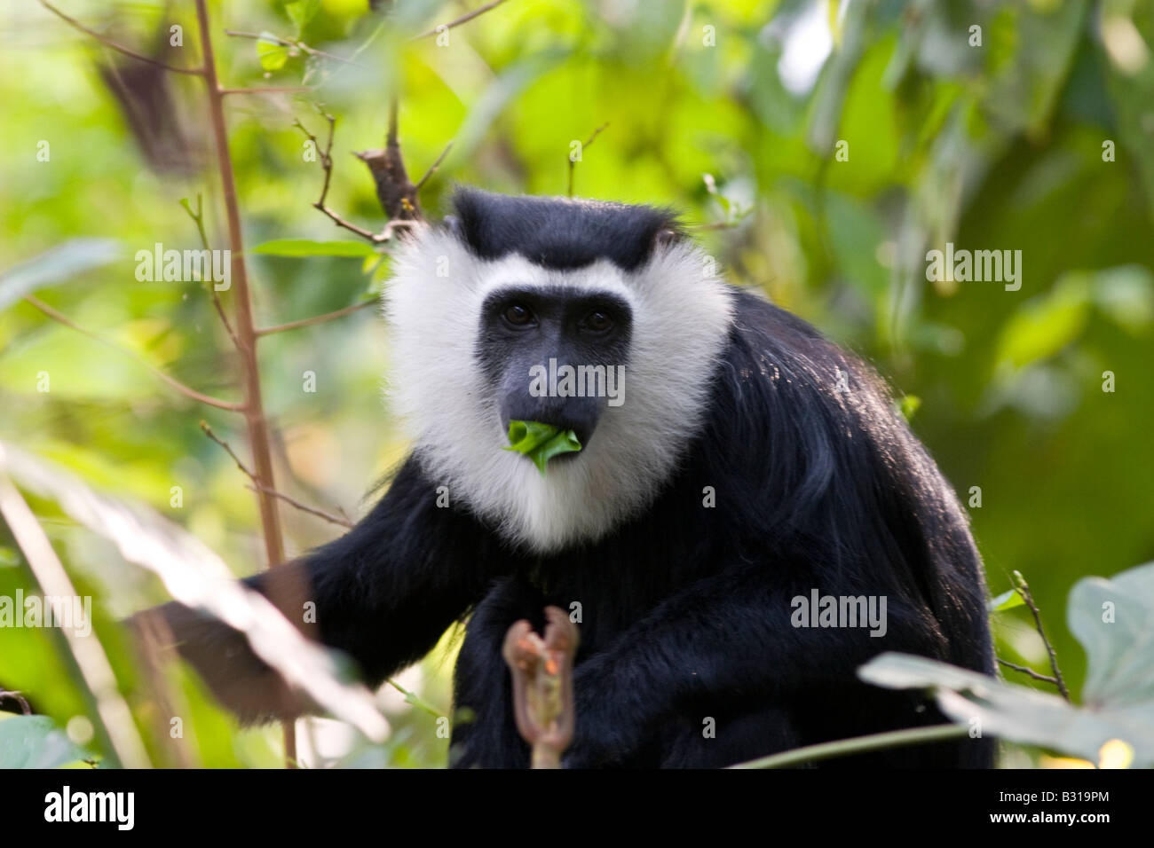 Western black and white colobus Boabeng Fiema Monkey Sanctuary Stock Photo