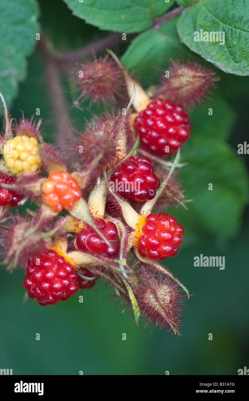 Wineberry High Resolution Stock Photography and Images Alamy
