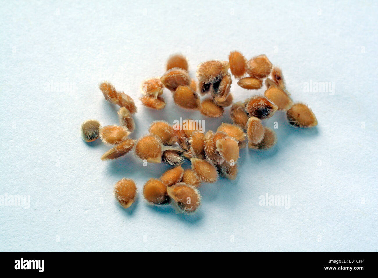HOME SAVED TOMATO SEED WILL WITH FEW EXCEPTIONS BREED TRUE Stock Photo