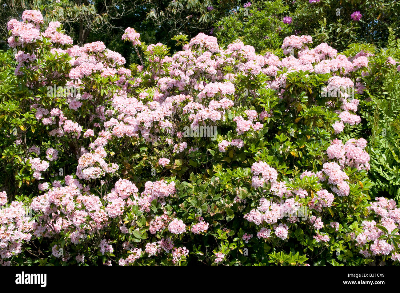 Kalmia latifolia Calico bush Stock Photo