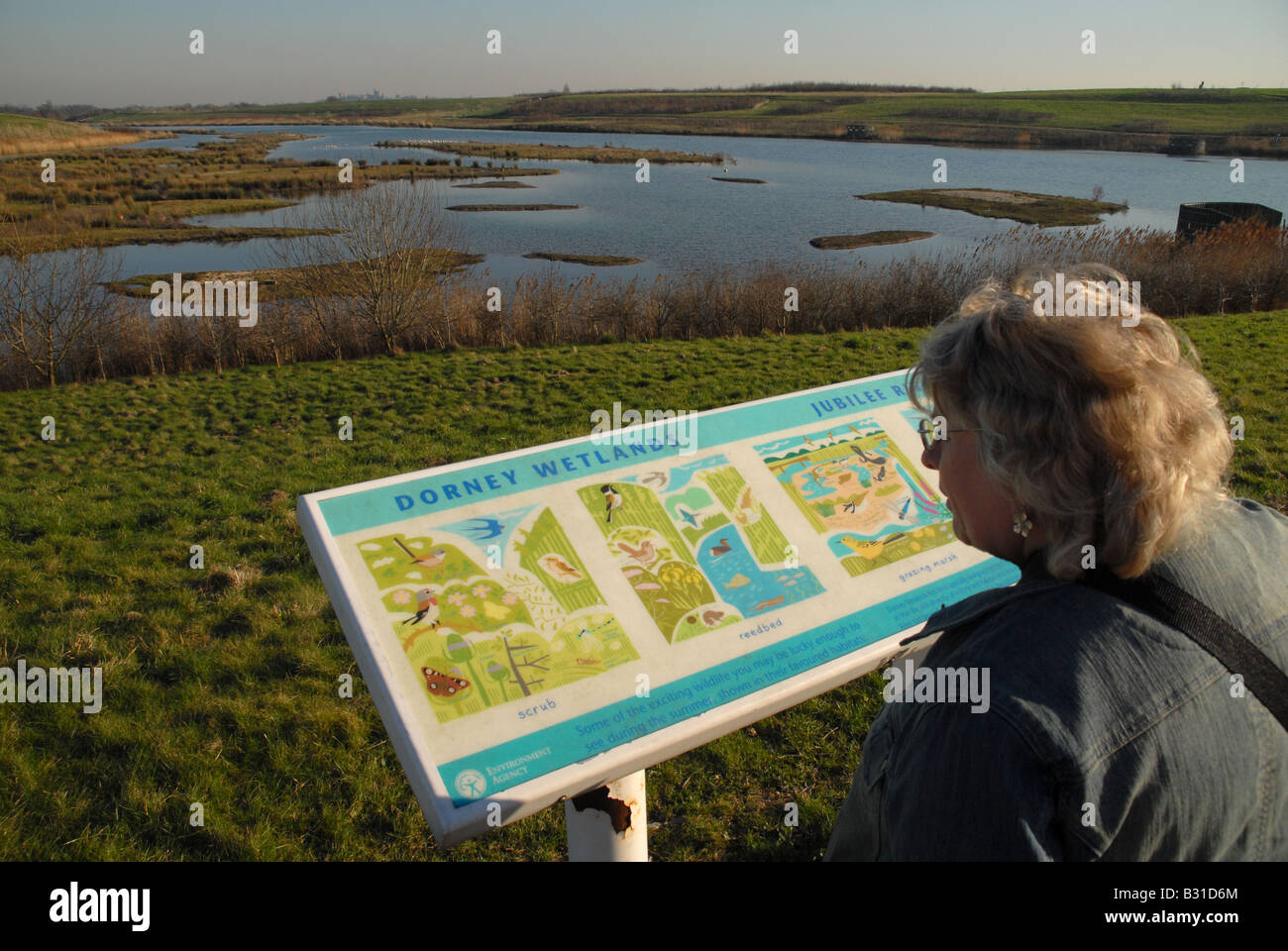 A woman looking at the fixed site map of the Wetlands Nature Reserve and the Jubilee river at Dorney. Stock Photo