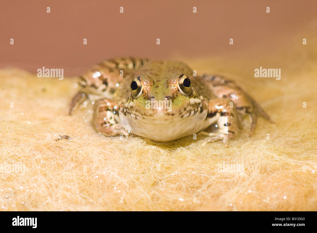 Little grass frog hi-res stock photography and images - Alamy