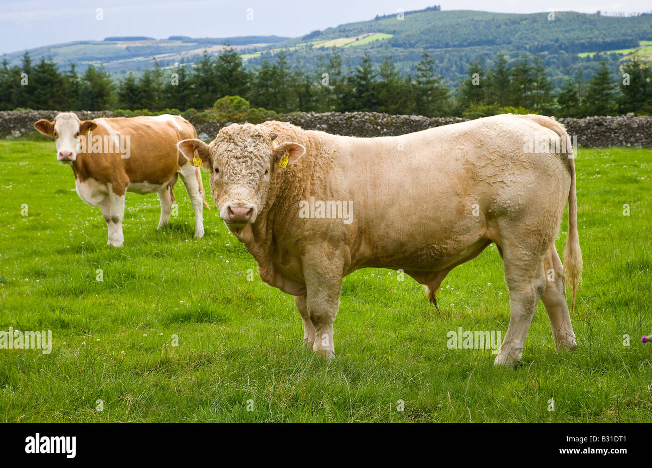 bull and cow Stock Photo