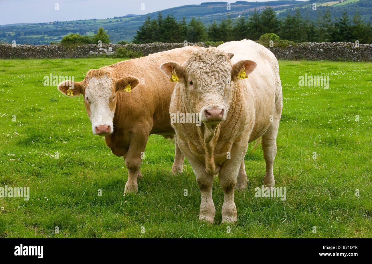 bull and cow Stock Photo
