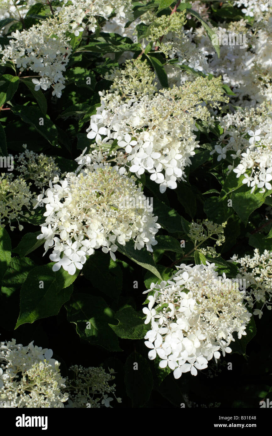 HYDRANGEA PANICULATA PHANTOM Stock Photo - Alamy