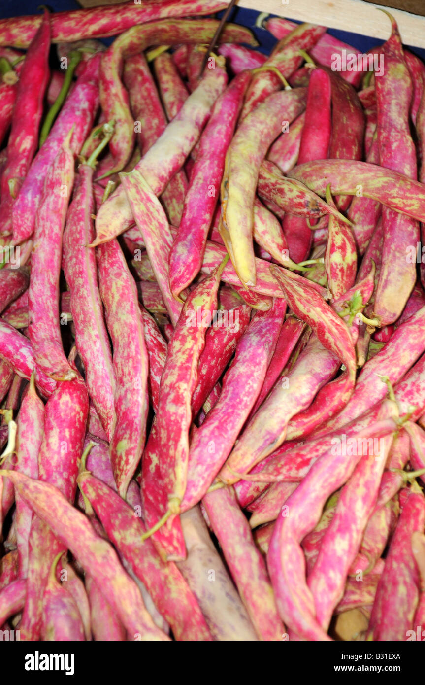 RED HARICOT BEANS Stock Photo Alamy