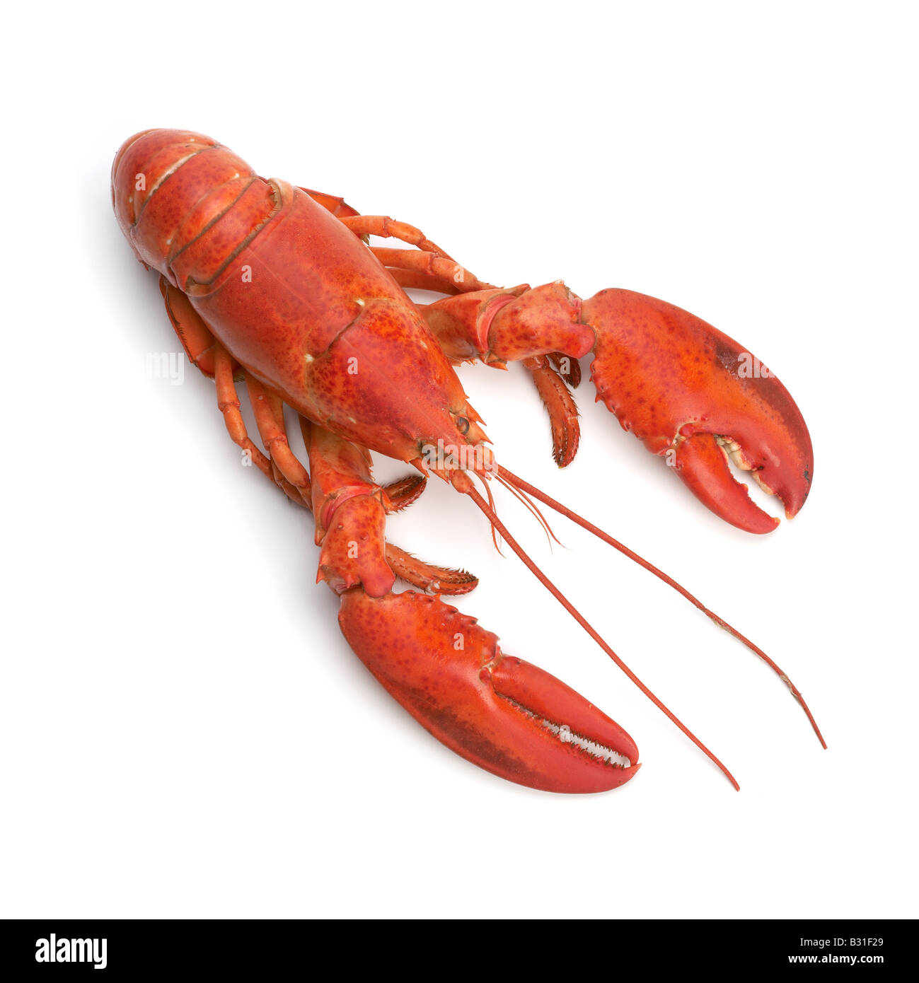 https://c8.alamy.com/comp/B31F29/cooked-atlantic-lobster-B31F29.jpg