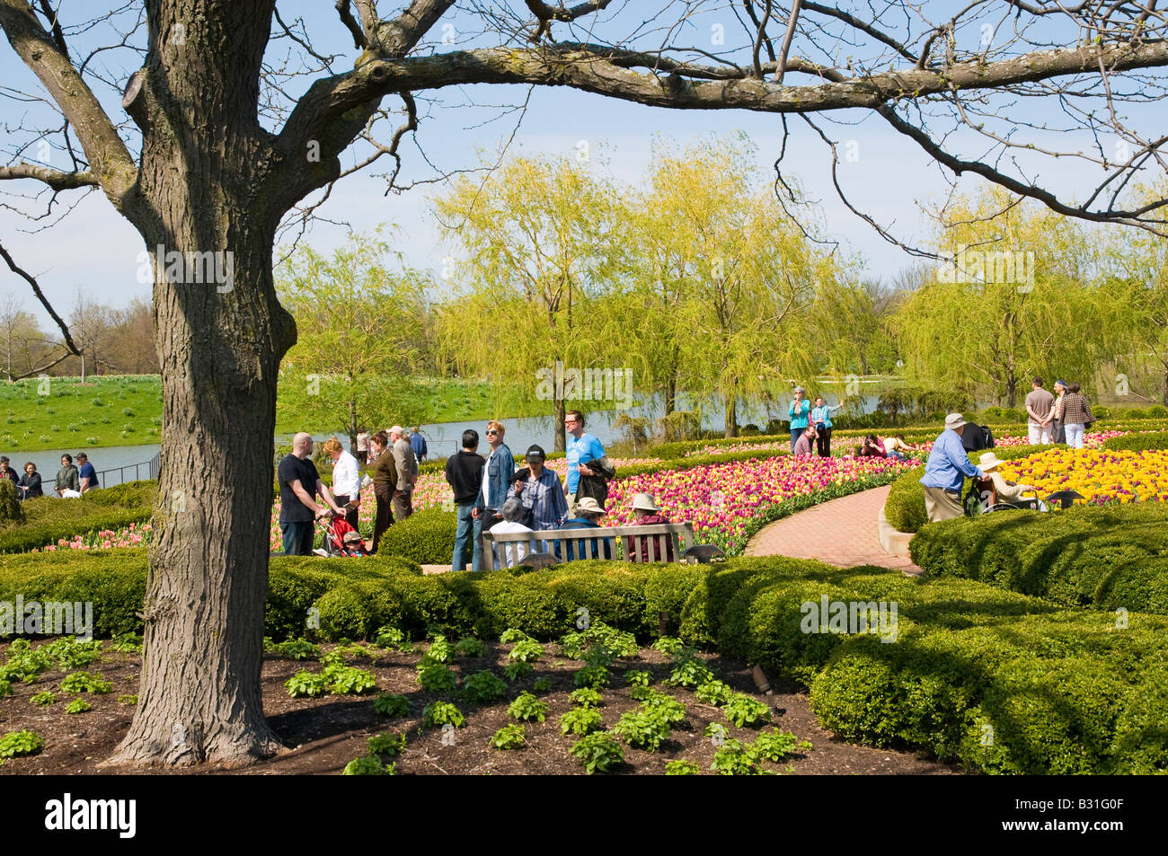 Tulip Garden by the lake at the Chicago Botanic Gardens Stock Photo Alamy