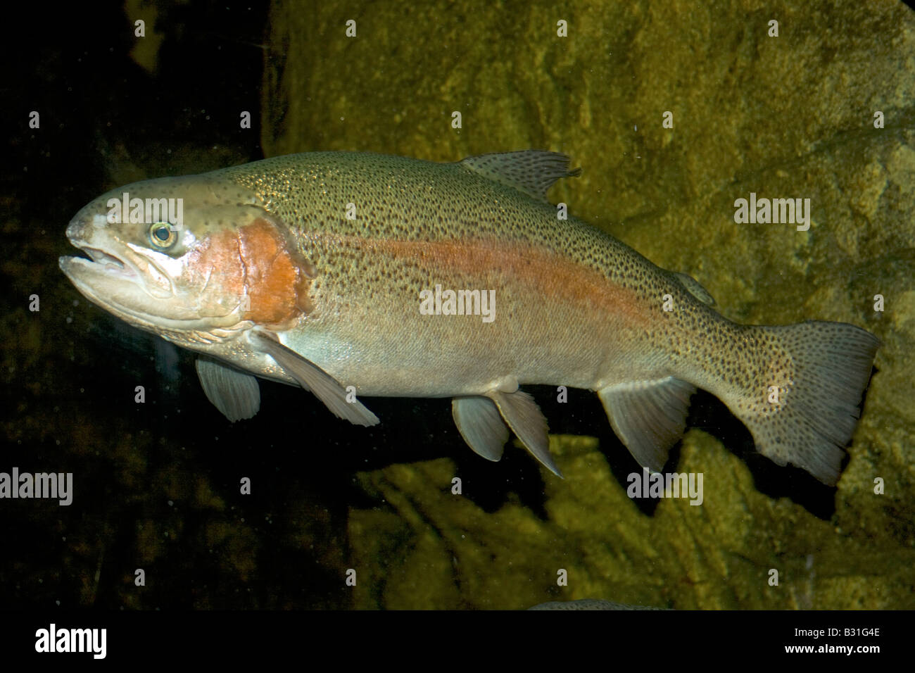 Rainbow Trout in fresh water tank. Stock Photo