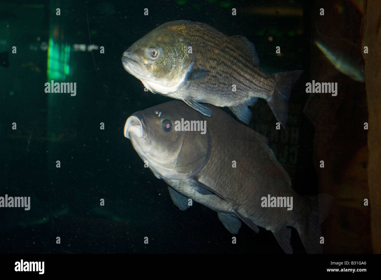 Fish, Crappie and unknown, in fresh water tank Stock Photo