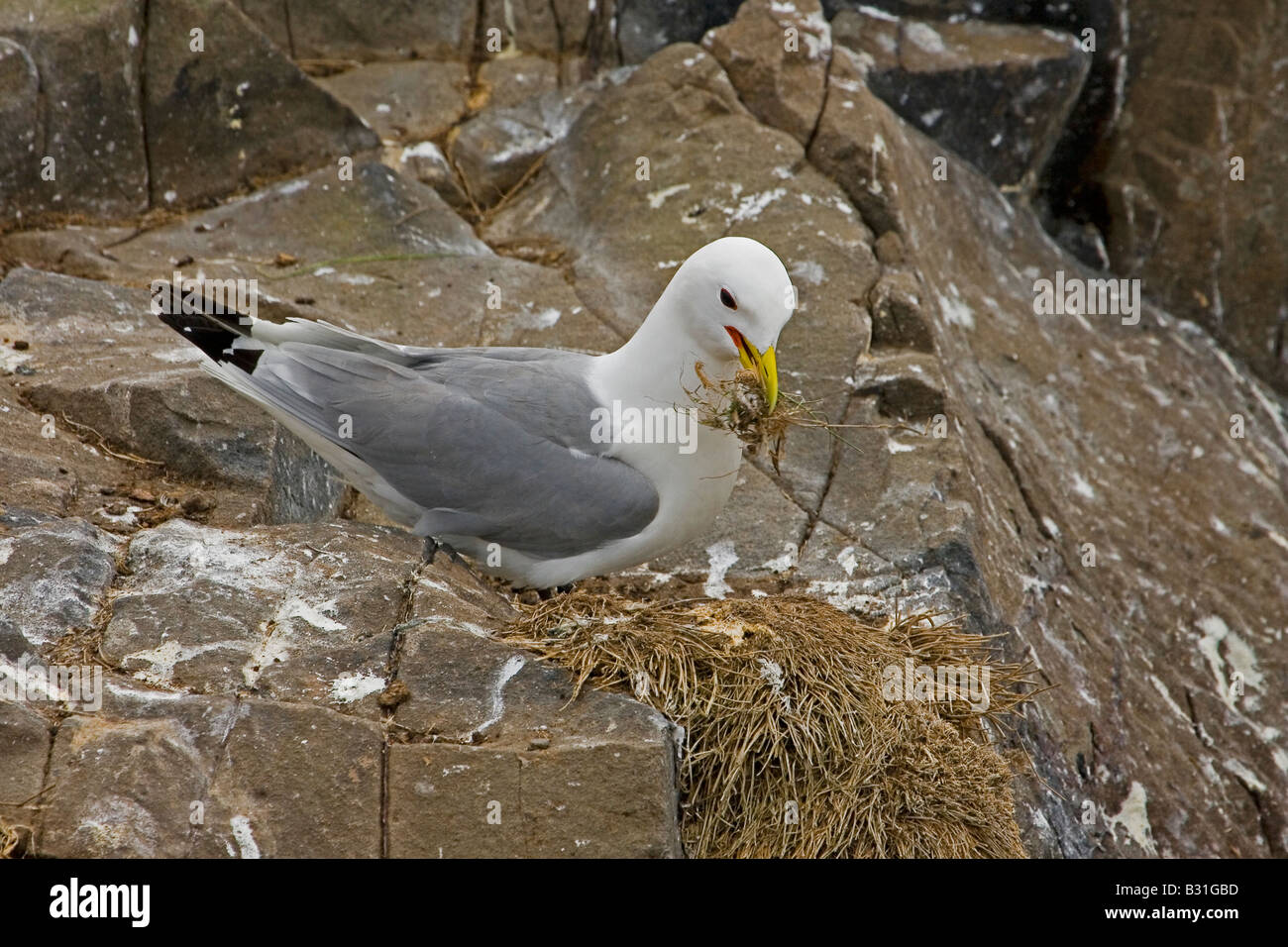HERRING GULL ON NEST Stock Photo Alamy