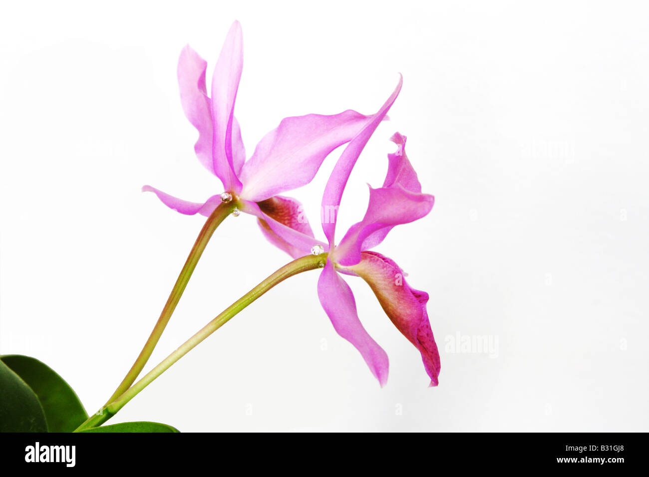 Cattleya guatemalensis a natural hybrid orchid between C aurantiaca and C skinneri Stock Photo