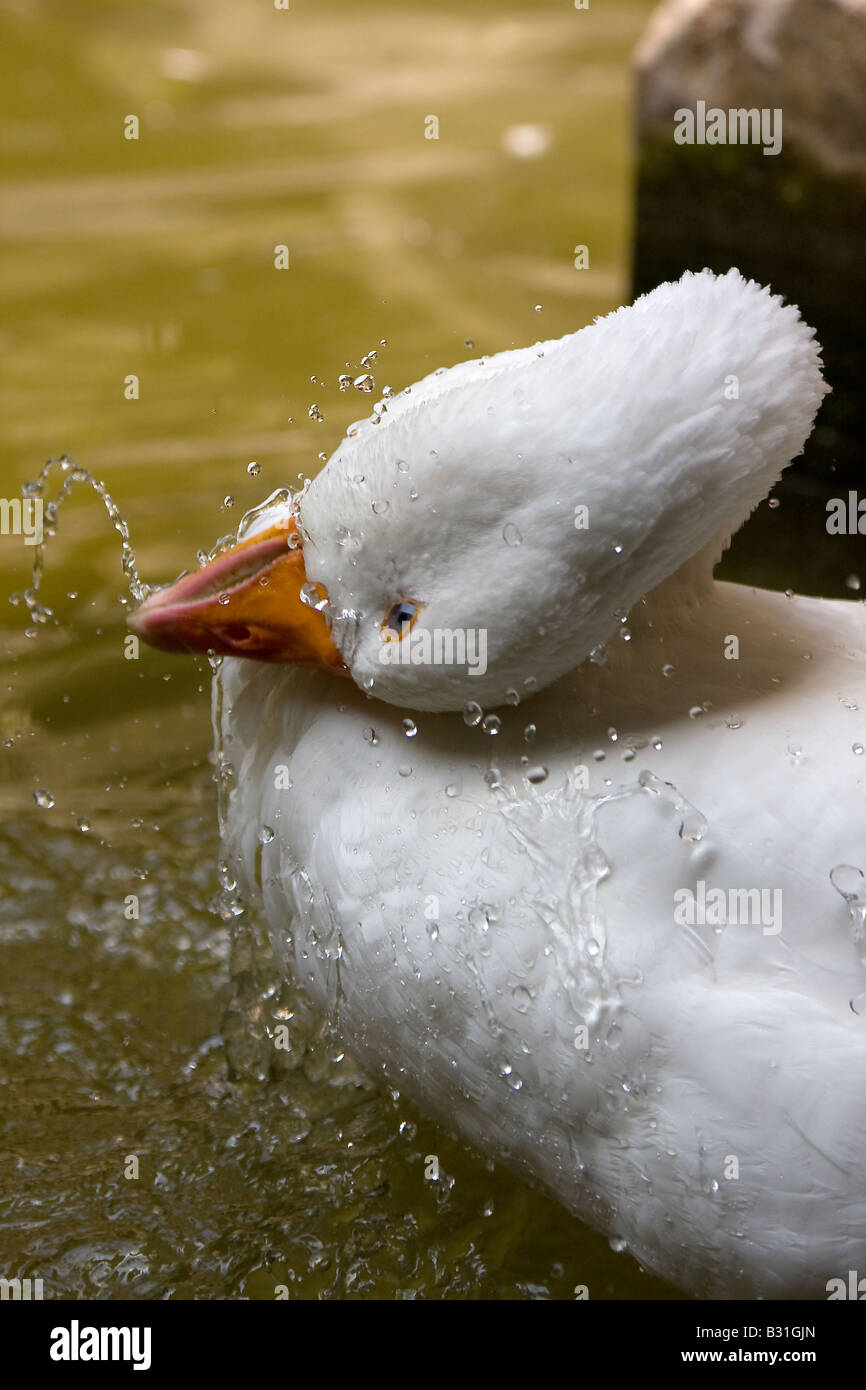 Goose washing up Stock Photo Alamy