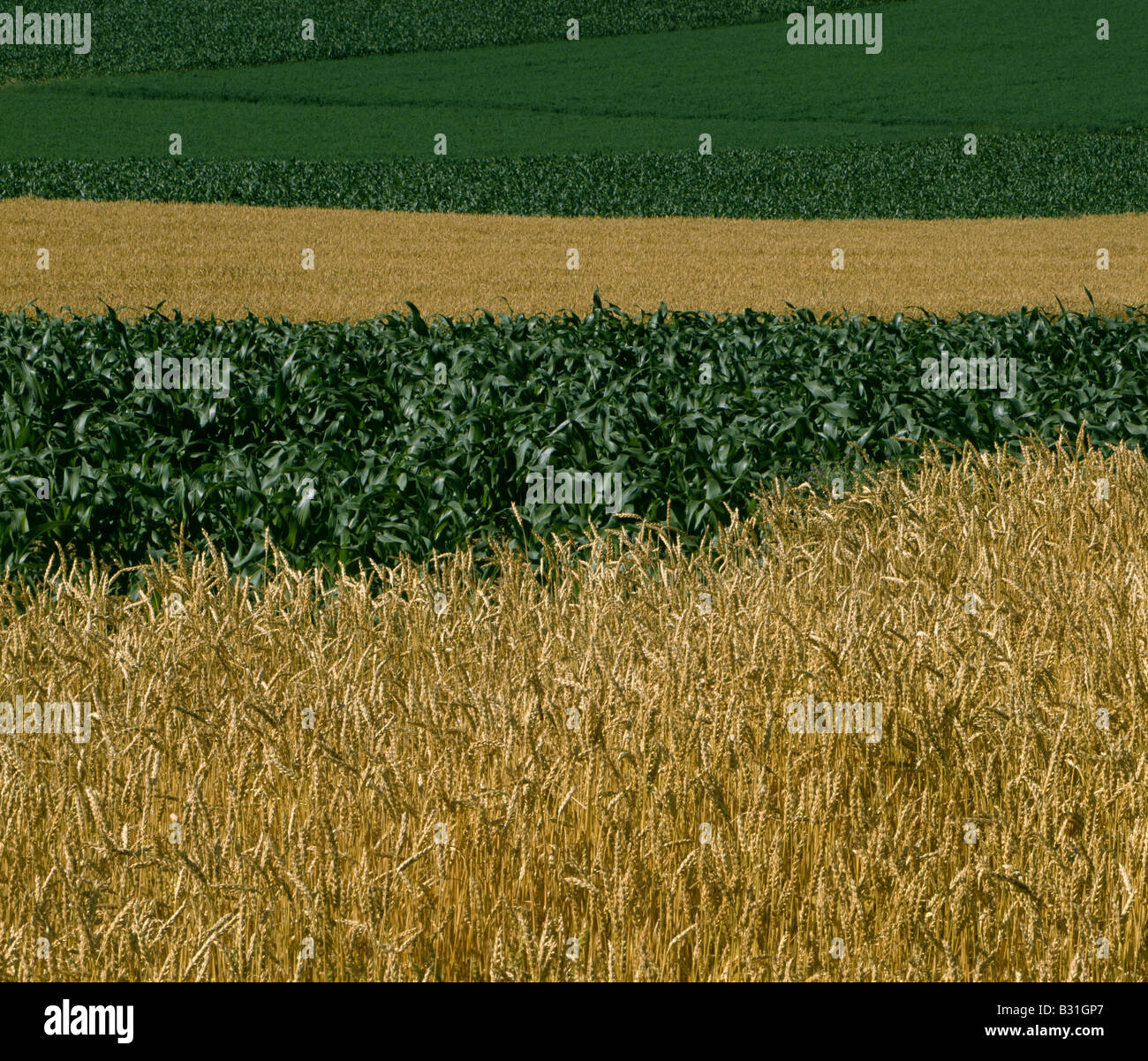 WHEAT CORN AND ALFALFA PENNSYLVANIA Stock Photo - Alamy