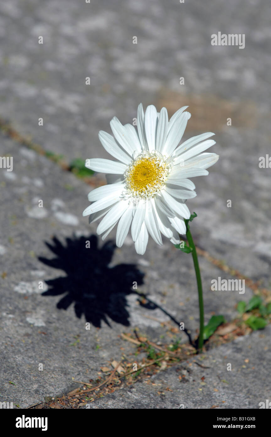 Flower growing from concrete Stock Photo