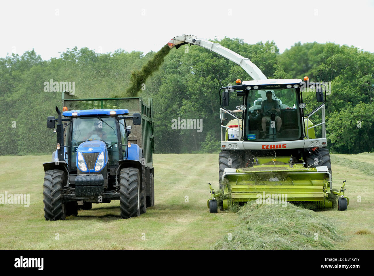 Silage cutting and forage harvesting pastureland for winter cattle feed on Parkhurst Farm in West Sussex Stock Photo