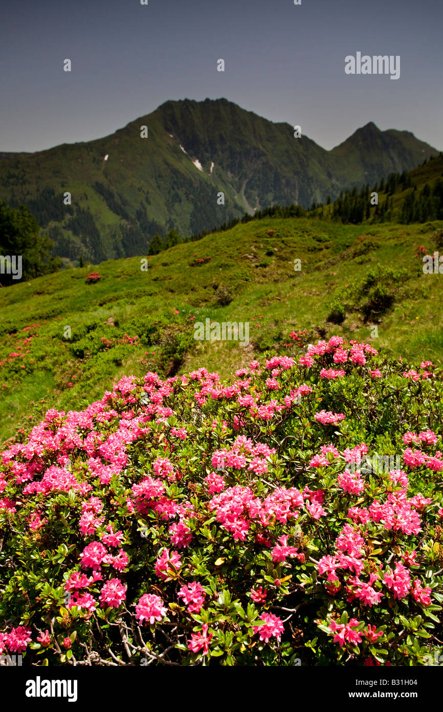 Alpine roses hi-res stock photography and images - Alamy