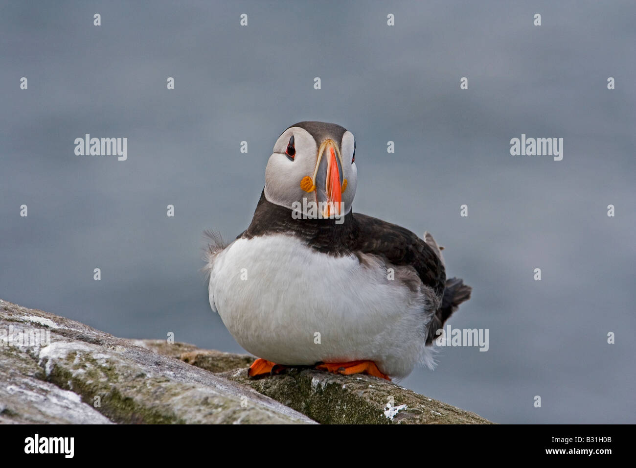 PUFFIN ON ROCK Stock Photo - Alamy