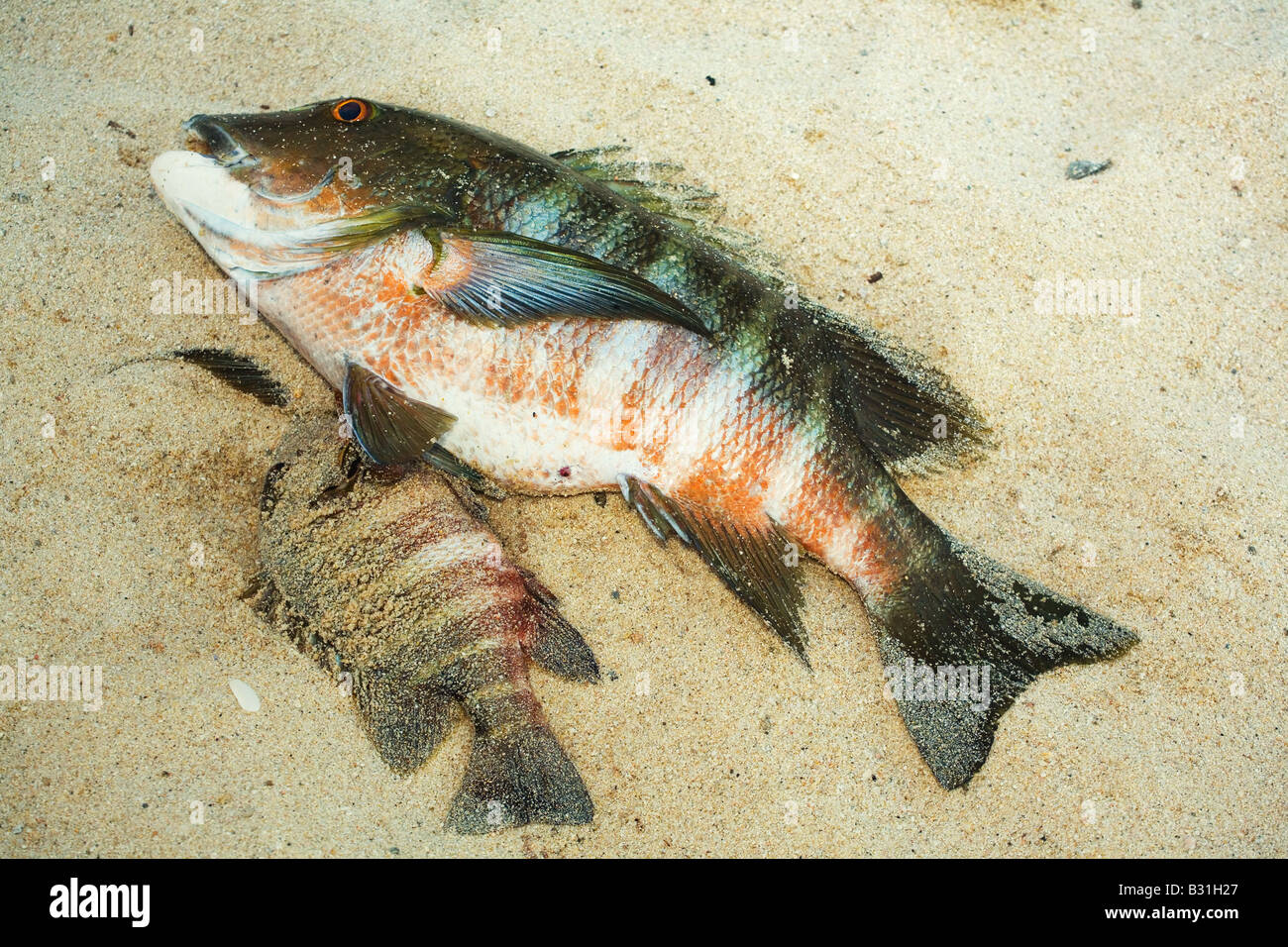 Pole and line caught fish hires stock photography and images Alamy